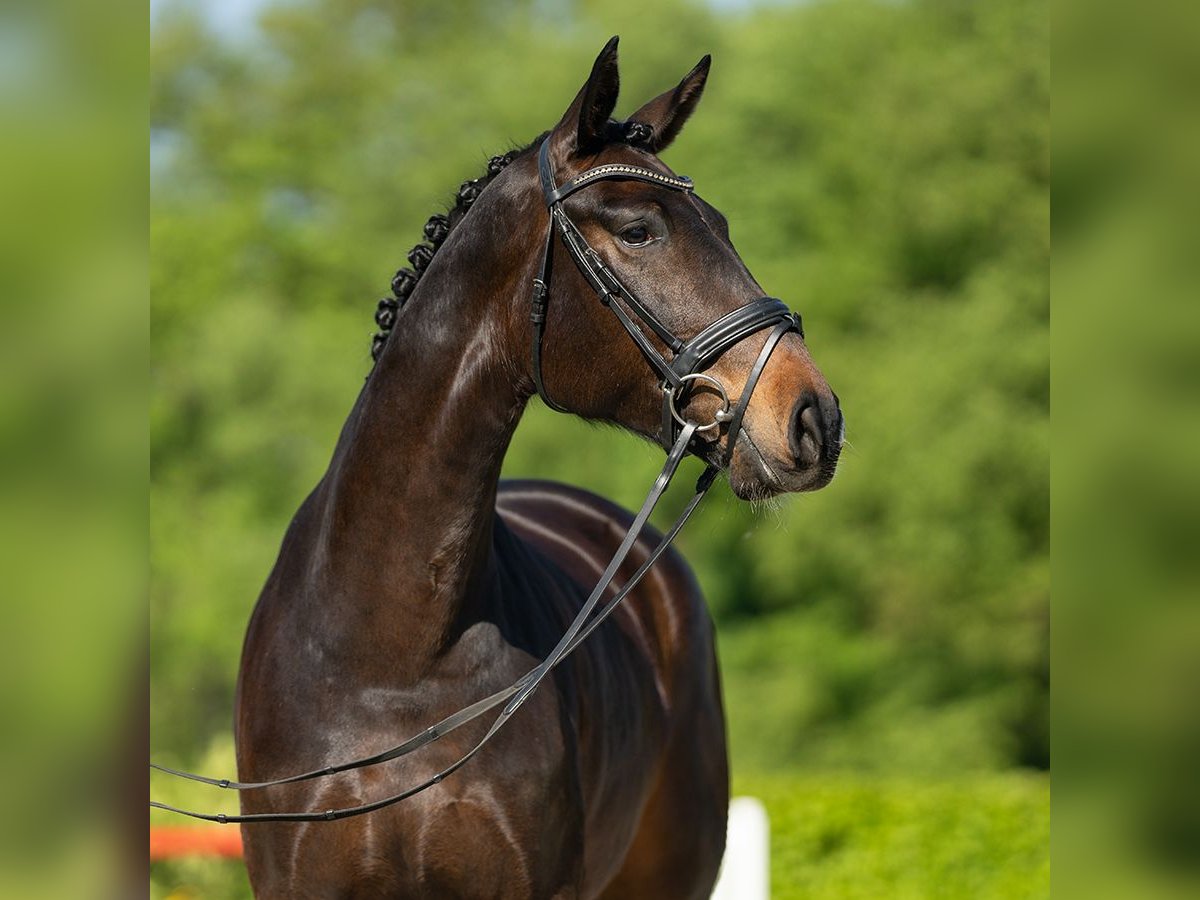 Rhinelander Mare 5 years 16,1 hh Bay-Dark in Münster-Handorf