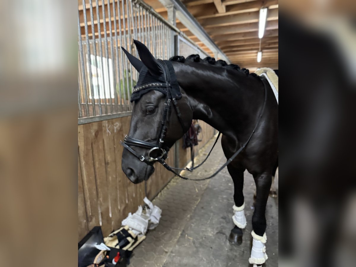 Rhinelander Mare 5 years 16,1 hh Black in Sauerlach