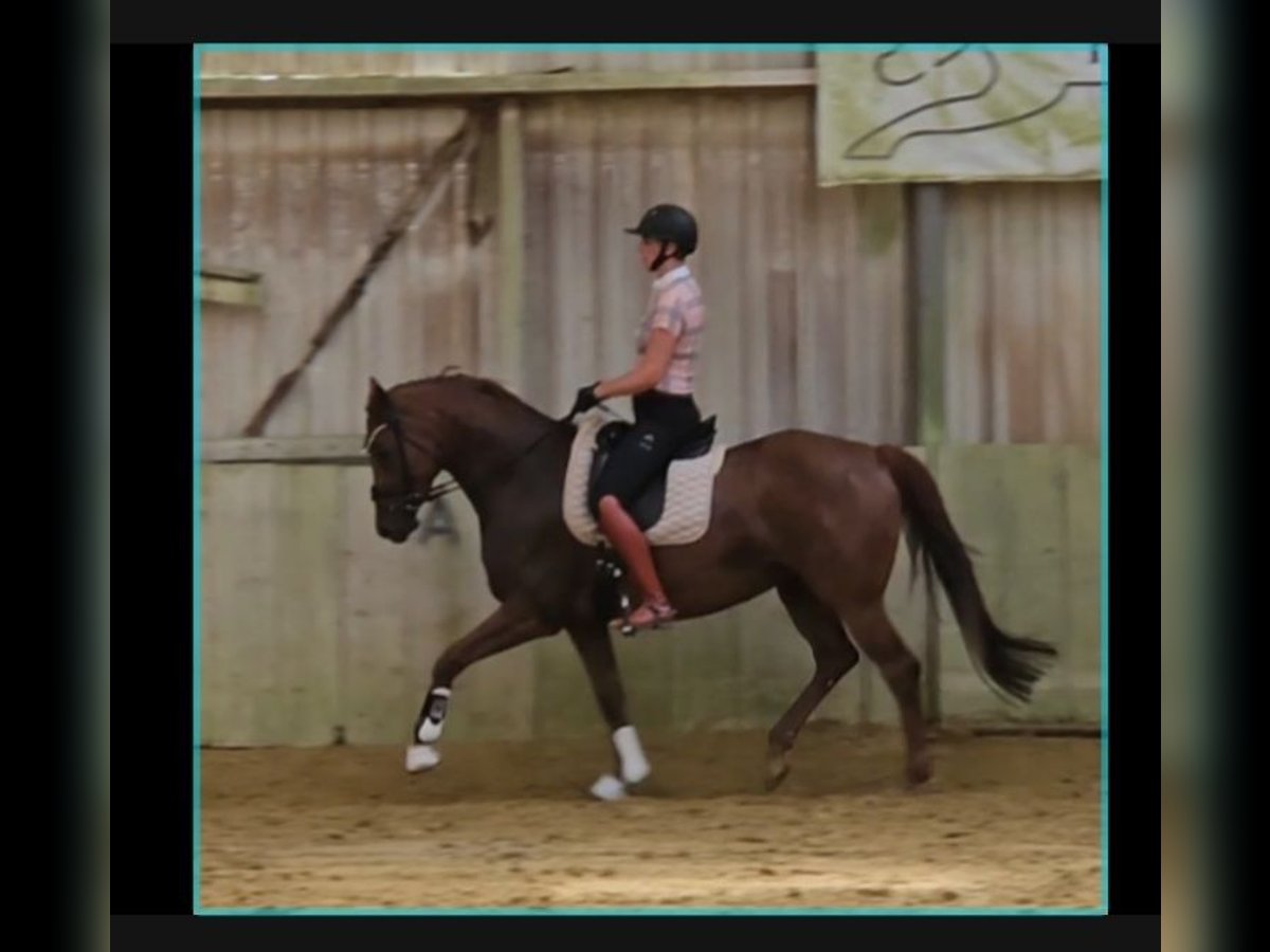 Rhinelander Mare 5 years 16 hh Chestnut-Red in Emmerich