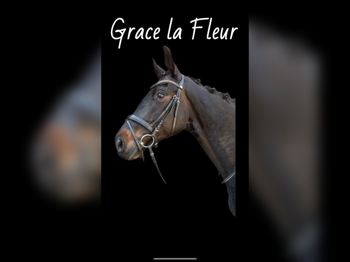 Rhinelander Mare 5 years 16,1 hh Smoky-Black in Clenze