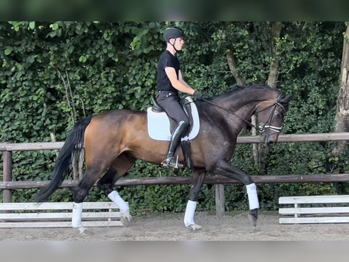 Rhinelander Mare 6 years 16,2 hh Bay-Dark in Verden (Aller