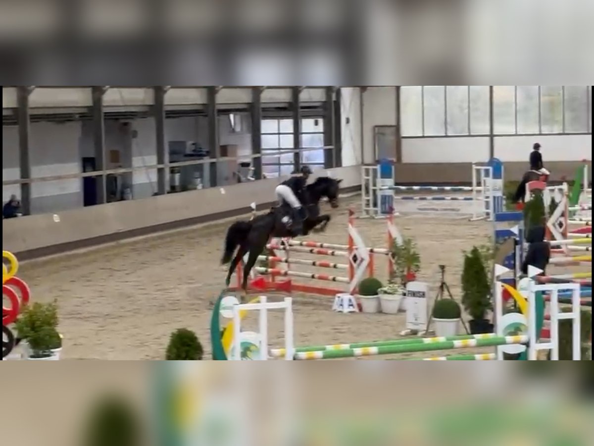 Rhinelander Mare 7 years 16 hh Bay-Dark in Wermelskirchen