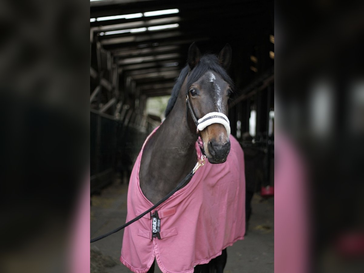 Rhinelander Mare 8 years 16 hh Bay-Dark in Wetter (Ruhr)