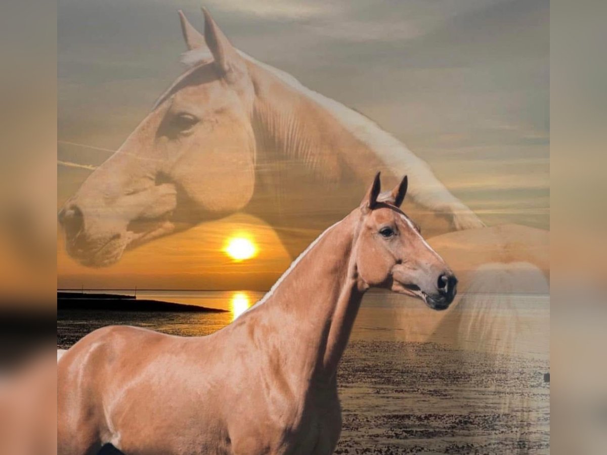 Rhinelander Mare 8 years 16 hh Palomino in Steinau