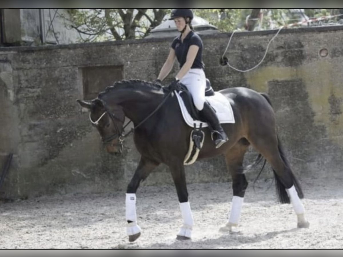 Rhinelander Mare 8 years 16,2 hh Smoky-Black in Windhagen