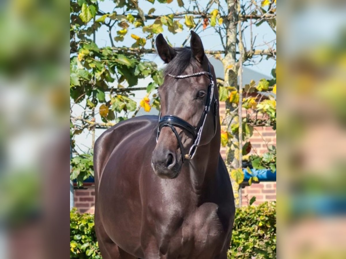 Rhinelander Mare 8 years 16,3 hh Bay-Dark in Goch