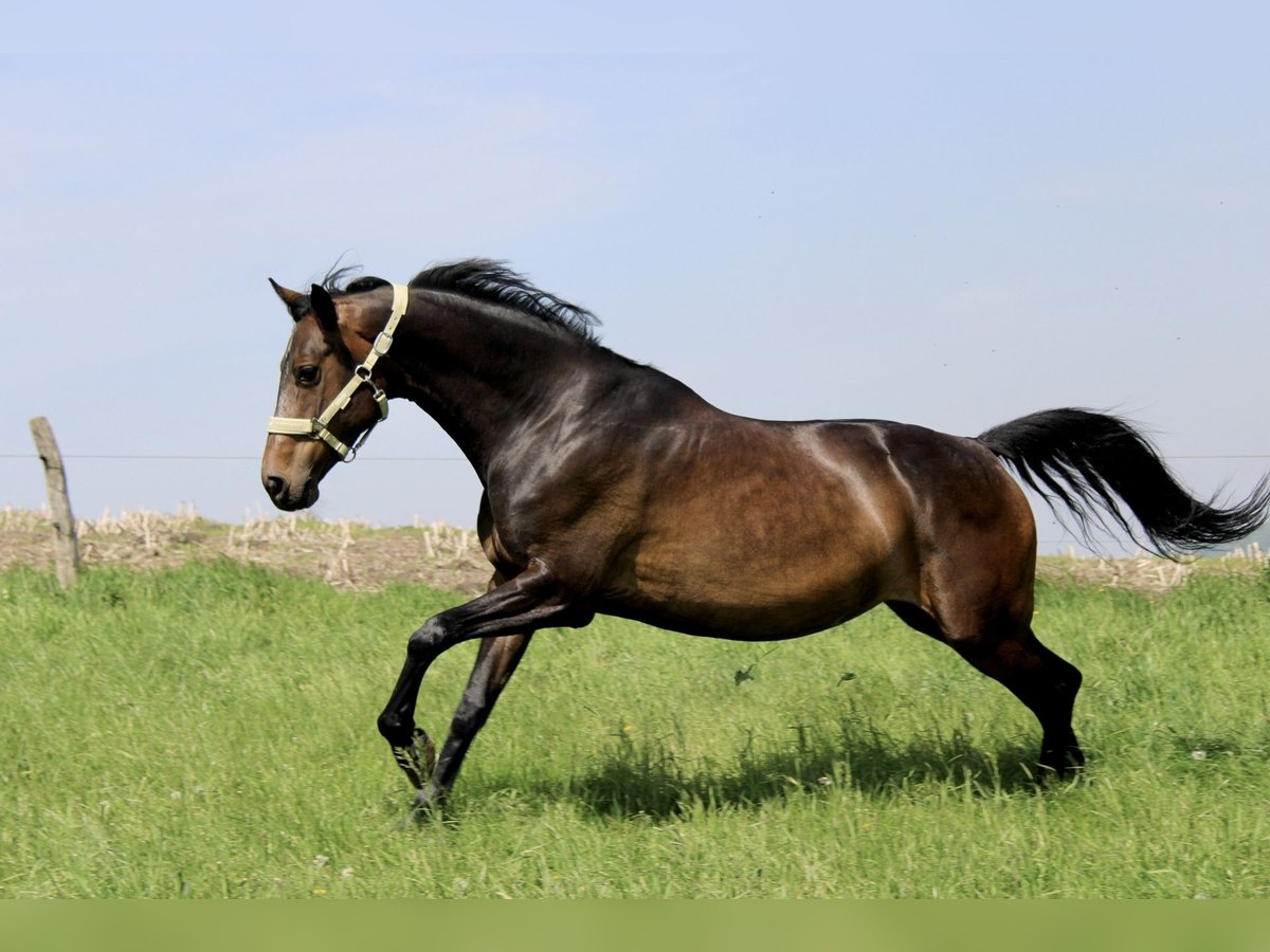 Rhinelander Mare 9 years 16 hh Bay-Dark in Wetter (Ruhr)