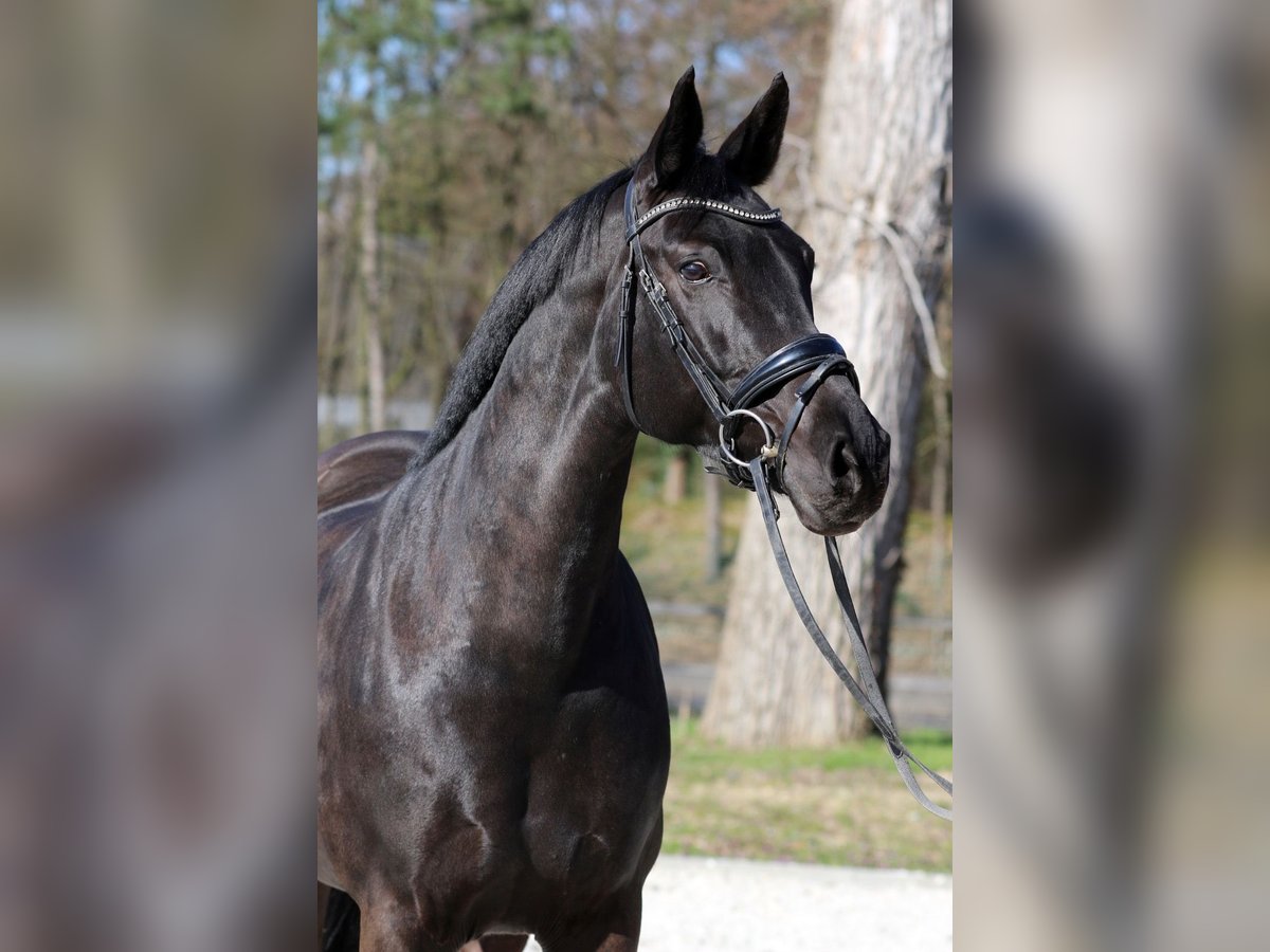 Rhinelander Mare 9 years 16 hh Black in Pulheim