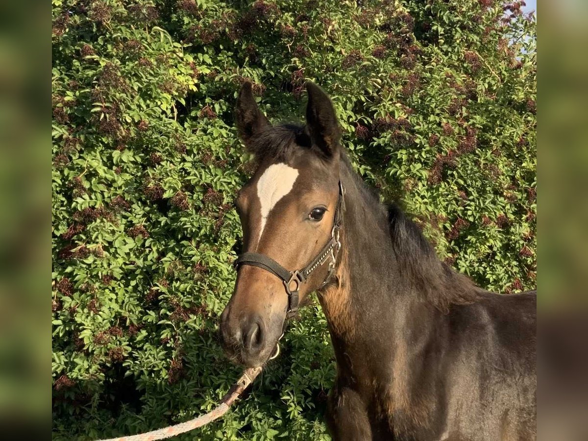 Rhinelander Mare Foal (04/2025) 13,2 hh Bay-Dark in Gevensleben