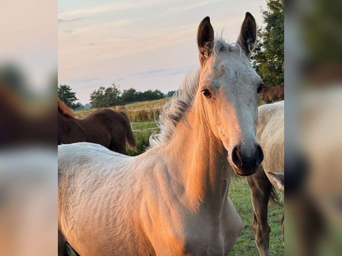 Rhinelander Mare Foal (04/2025) 14,3 hh Buckskin in Ihlienworth