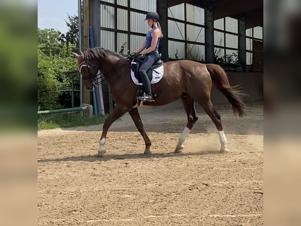 Rhinelander Stallion 22 years 17,2 hh Chestnut in Stadecken-Elsheim