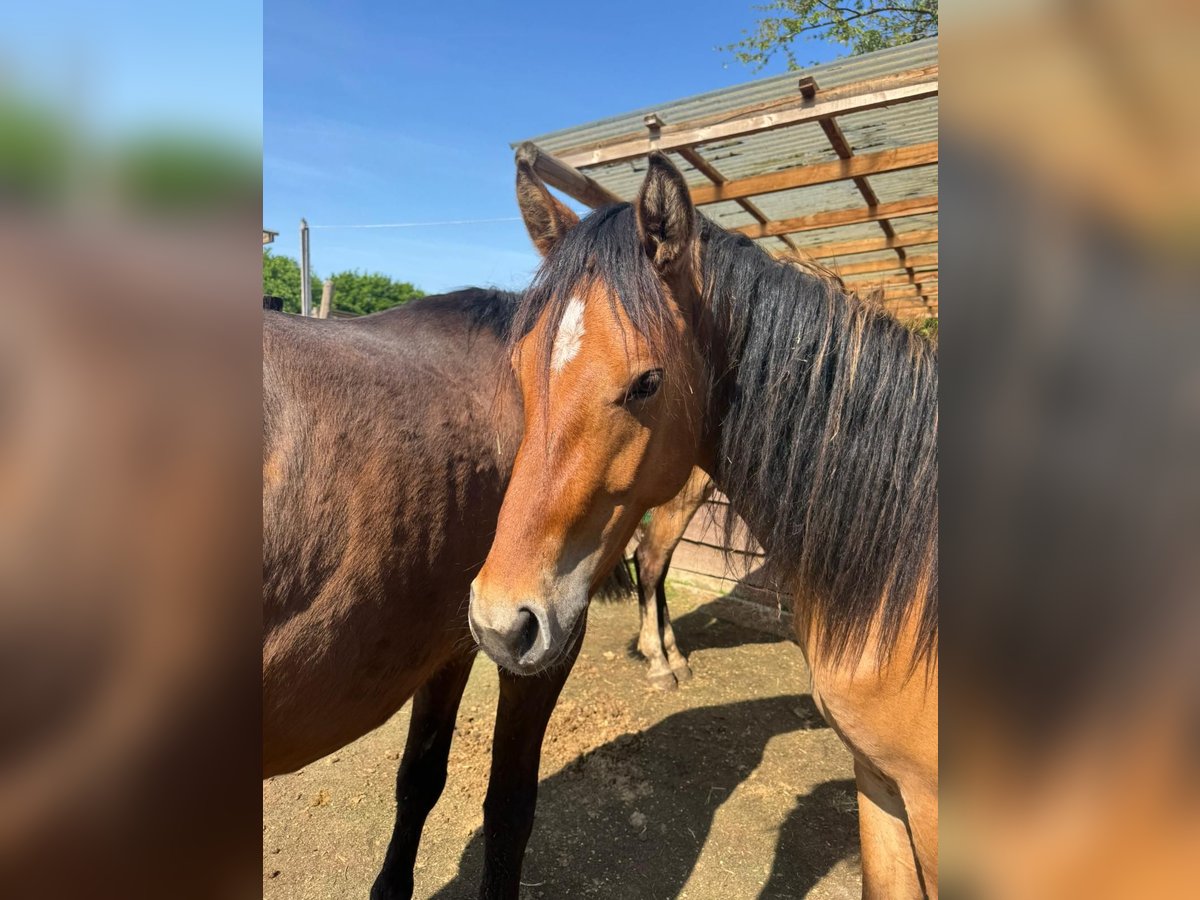 Rhinelander Stallion 2 years 13,3 hh Buckskin in Köln