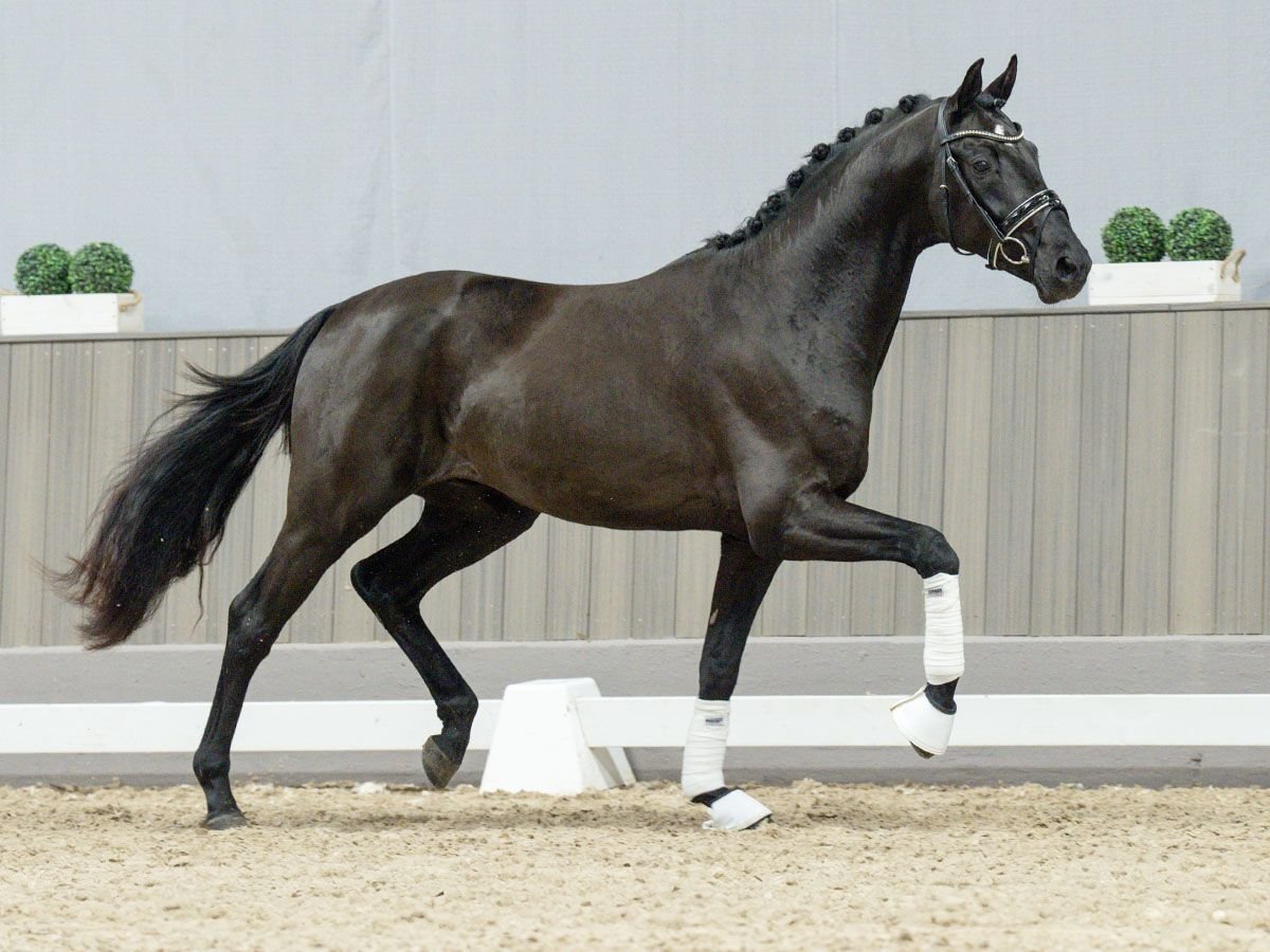 Rhinelander Stallion 2 years Black in Münster-Handorf