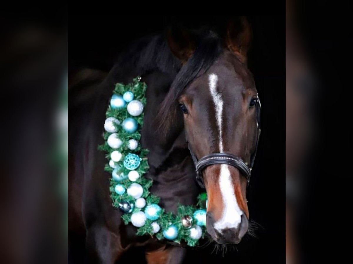 Rhinelander Stallion 4 years 17,1 hh Bay-Dark in Lüneburg