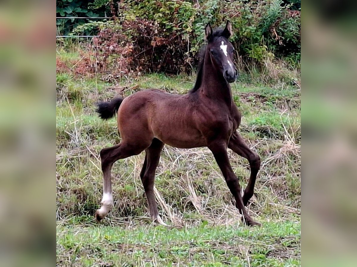 Rhinelander Stallion Foal (06/2025) 16 hh Brown in Kozina