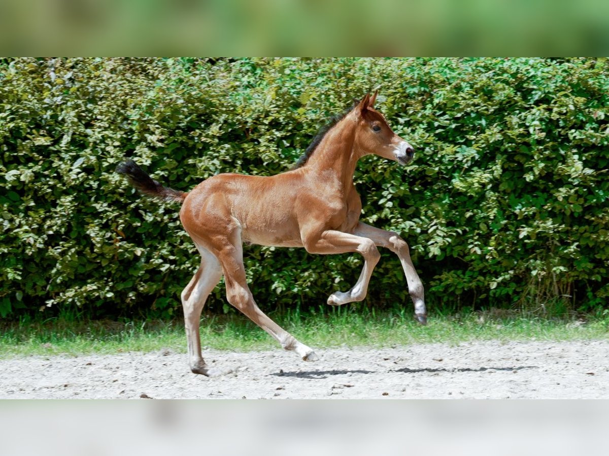 Rhinelander Stallion Foal (01/2024) Brown in Mönchengladbach