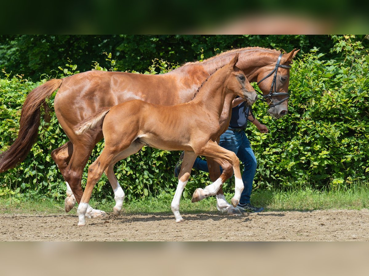 Rhinelander Stallion  Chestnut-Red in M&#xF6;nchengladbach