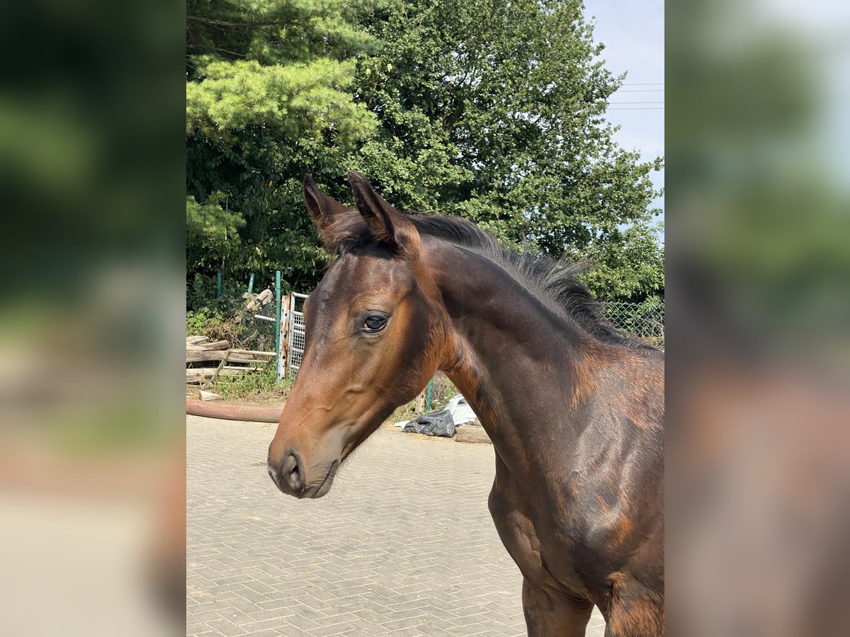 Rhinelander Stallion Foal (05/2025) Smoky-Black in Hennef