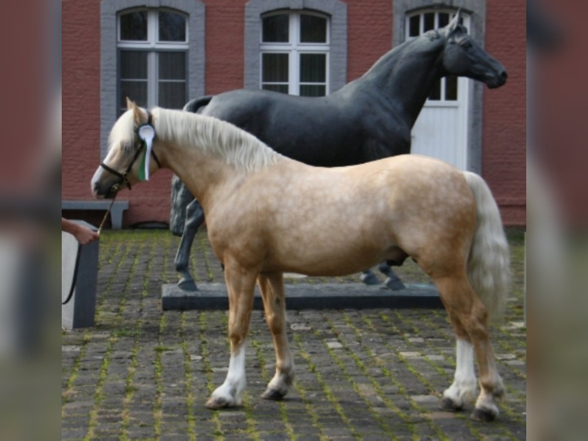 RIDGEHILL RHYDIAN Welsh C (of Cob Type) Stallion Palomino in Meerbusch