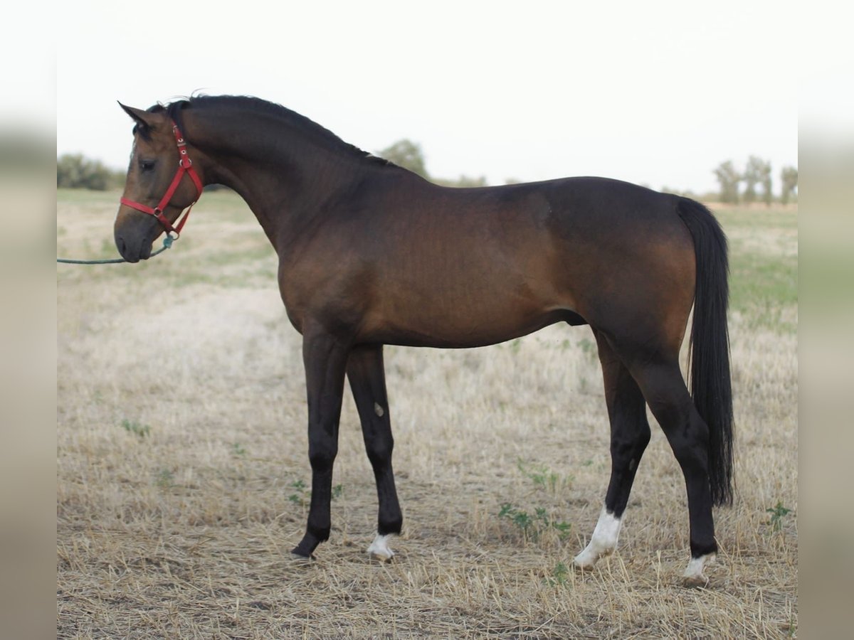 Rijnlander Hengst 3 Jaar 167 cm Buckskin in Borstorf