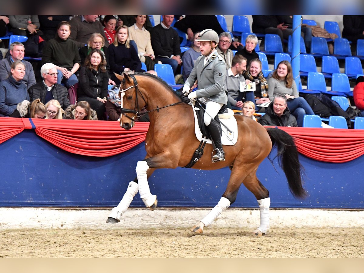 Rijnlander Hengst Bruin in Ankum