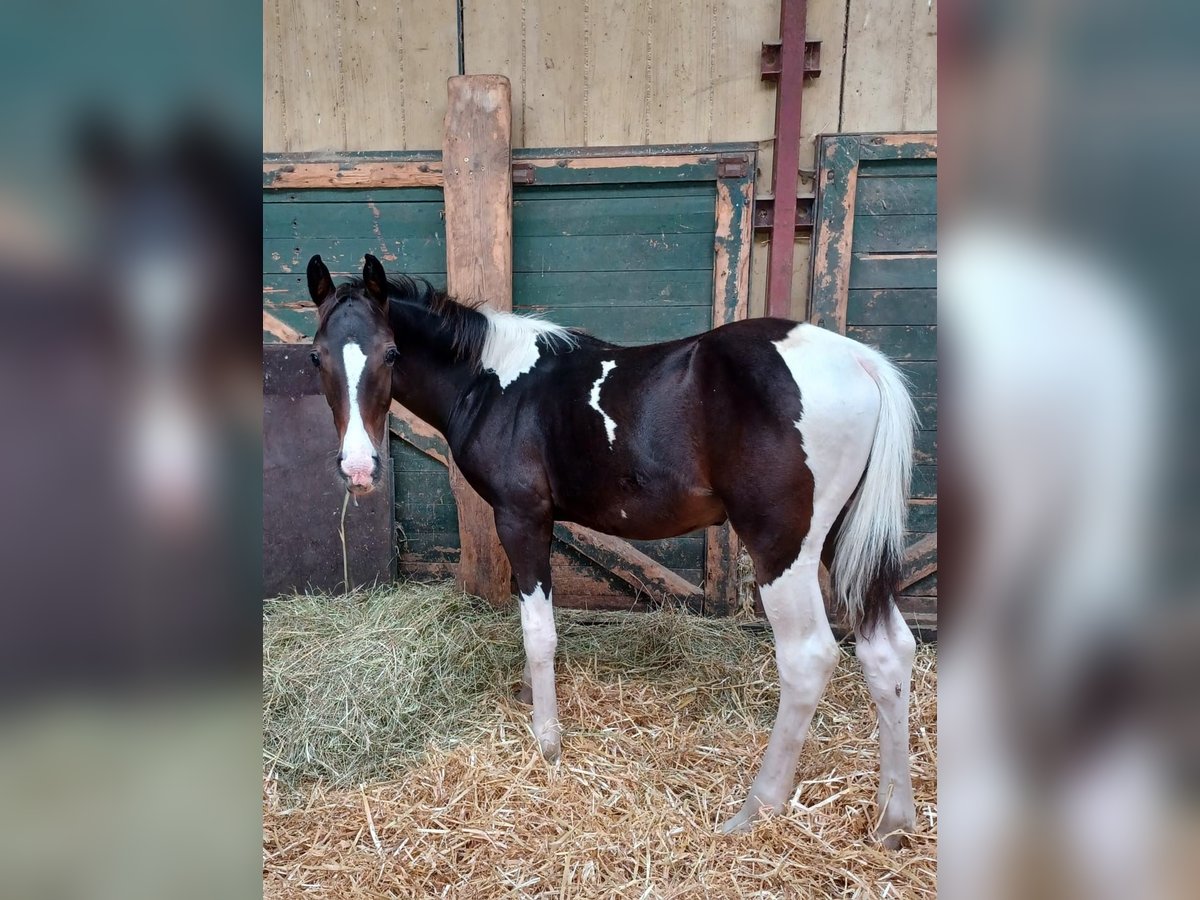 Rijnlander Mix Hengst Veulen (04/2025) 163 cm Gevlekt-paard in Bedburg-Hau