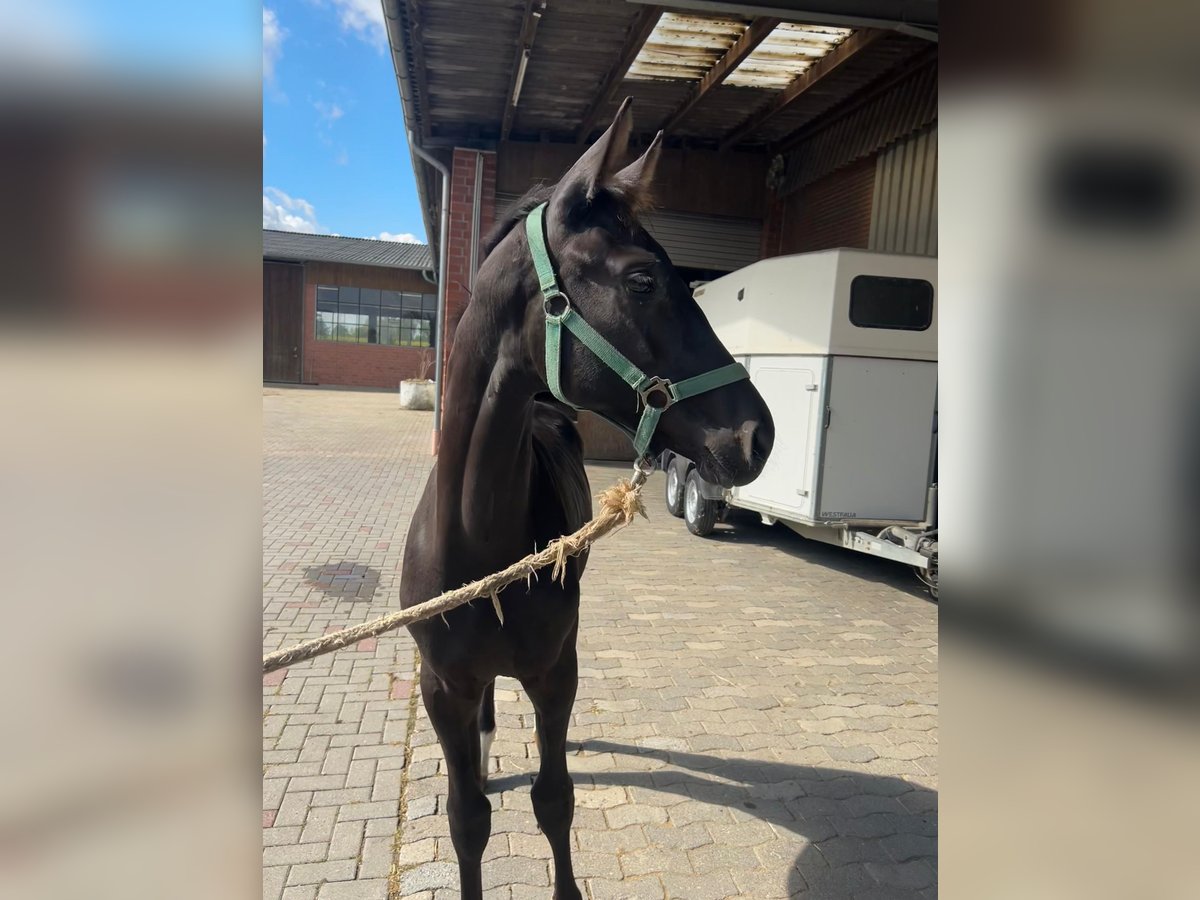 Rijnlander Hengst Veulen (03/2025) 170 cm Donkerbruin in Ascheberg