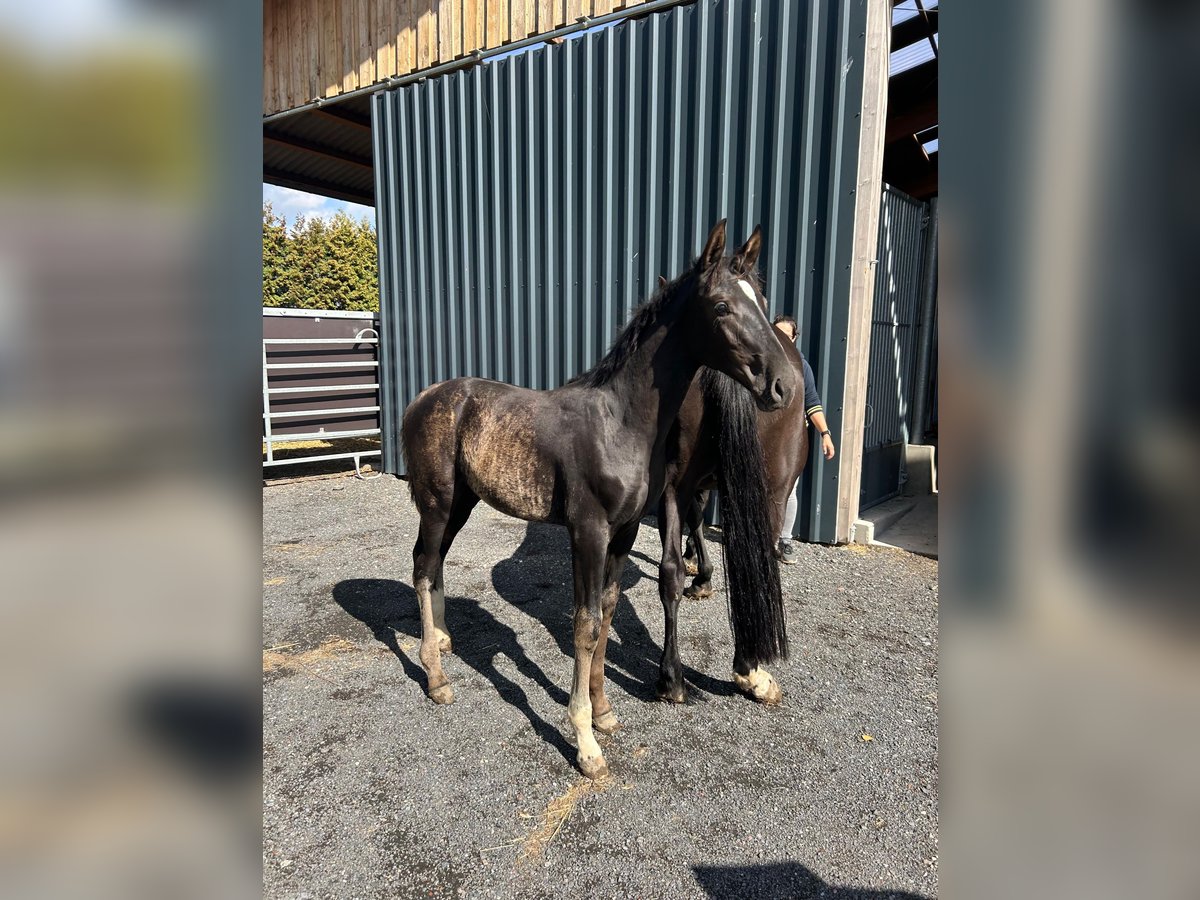 Rijnlander Hengst Veulen (05/2025) 172 cm Zwart in Ascheberg