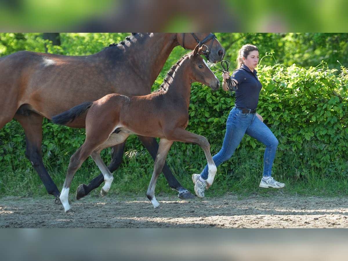 Rijnlander Hengst  Bruin in Mnchengladbach