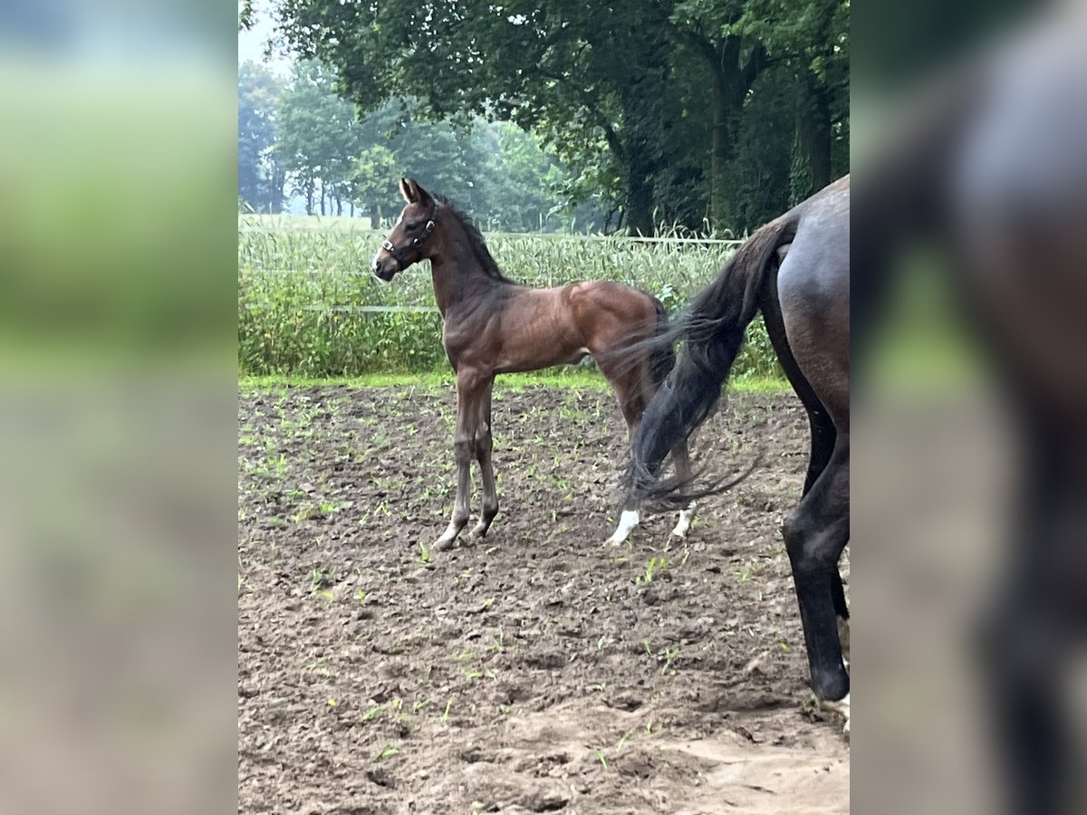 Rijnlander Hengst veulen (05/2024) in Hamminkeln