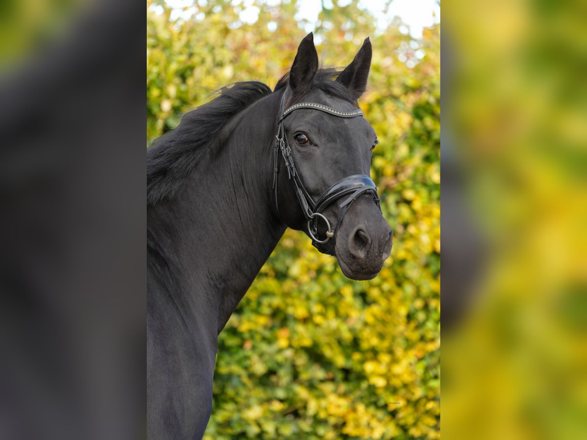 Rijnlander Merrie 10 Jaar 165 cm in Pulheim