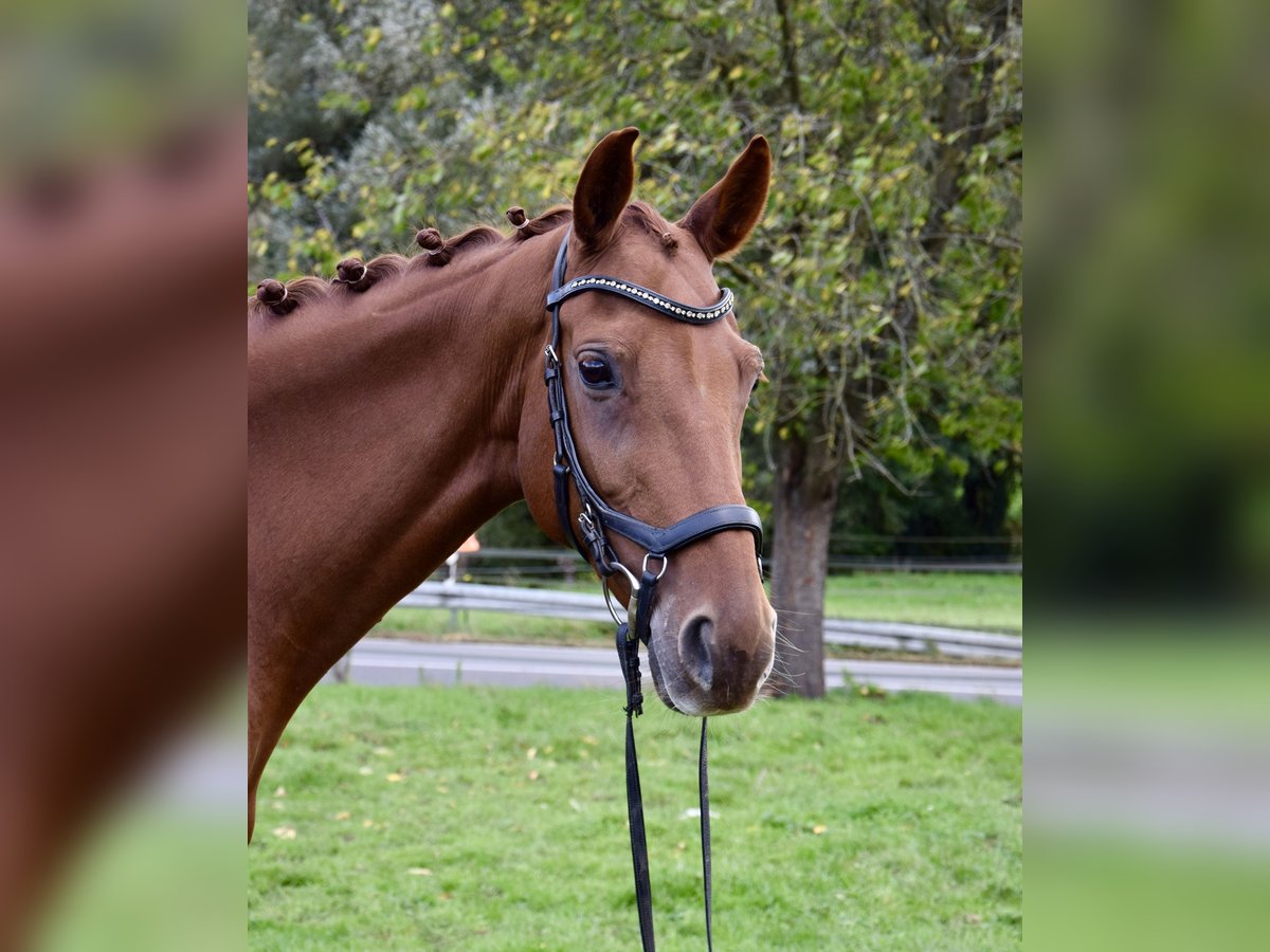 Rijnlander Merrie 10 Jaar 165 cm Vos in Heiligenhaus
