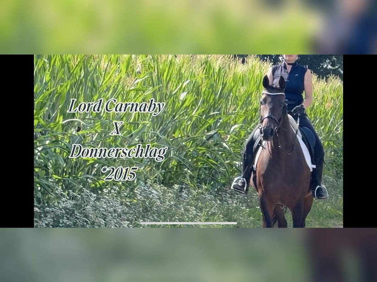 Rijnlander Merrie 10 Jaar 167 cm Donkerbruin in Euskirchen