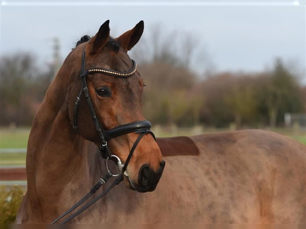 Rijnlander Merrie 10 Jaar 168 cm Bruin in Wolfenbüttel