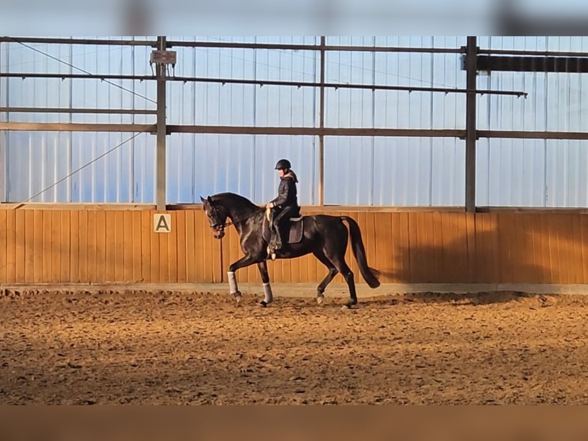 Rijnlander Merrie 10 Jaar 168 cm Donkerbruin in Ascheberg