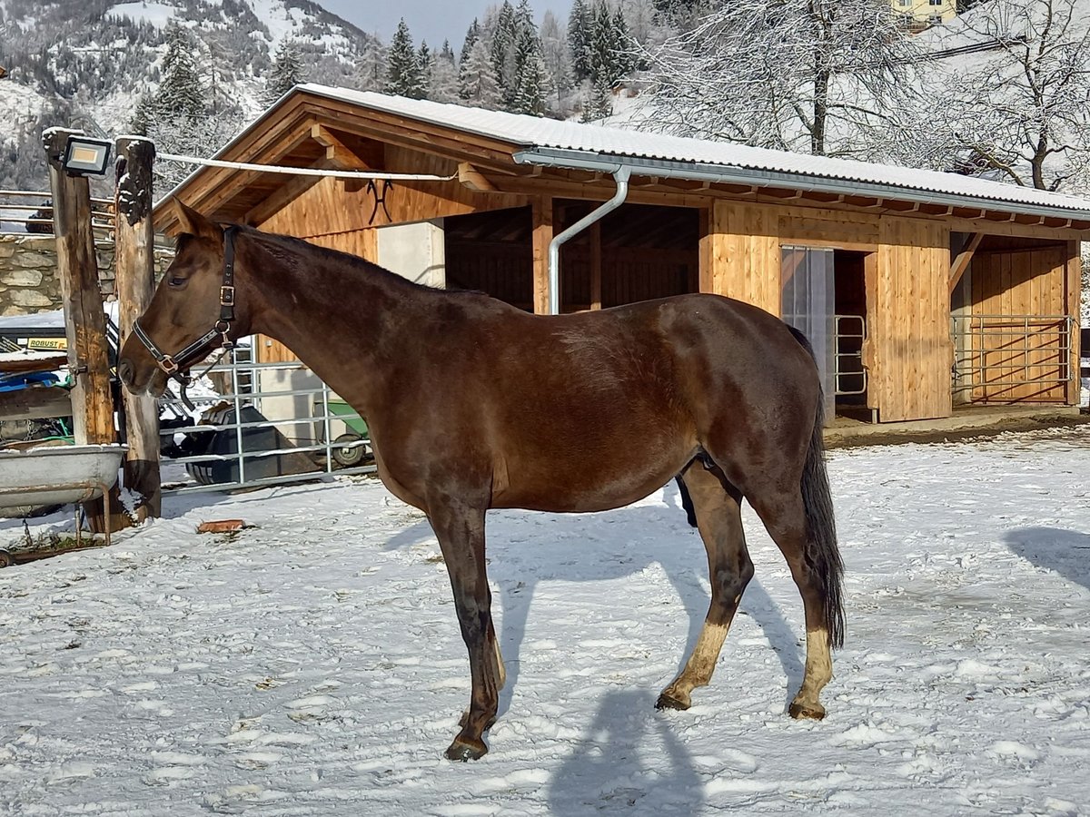 Rijnlander Merrie 10 Jaar 168 cm Donkere-vos in Grosskirchheim