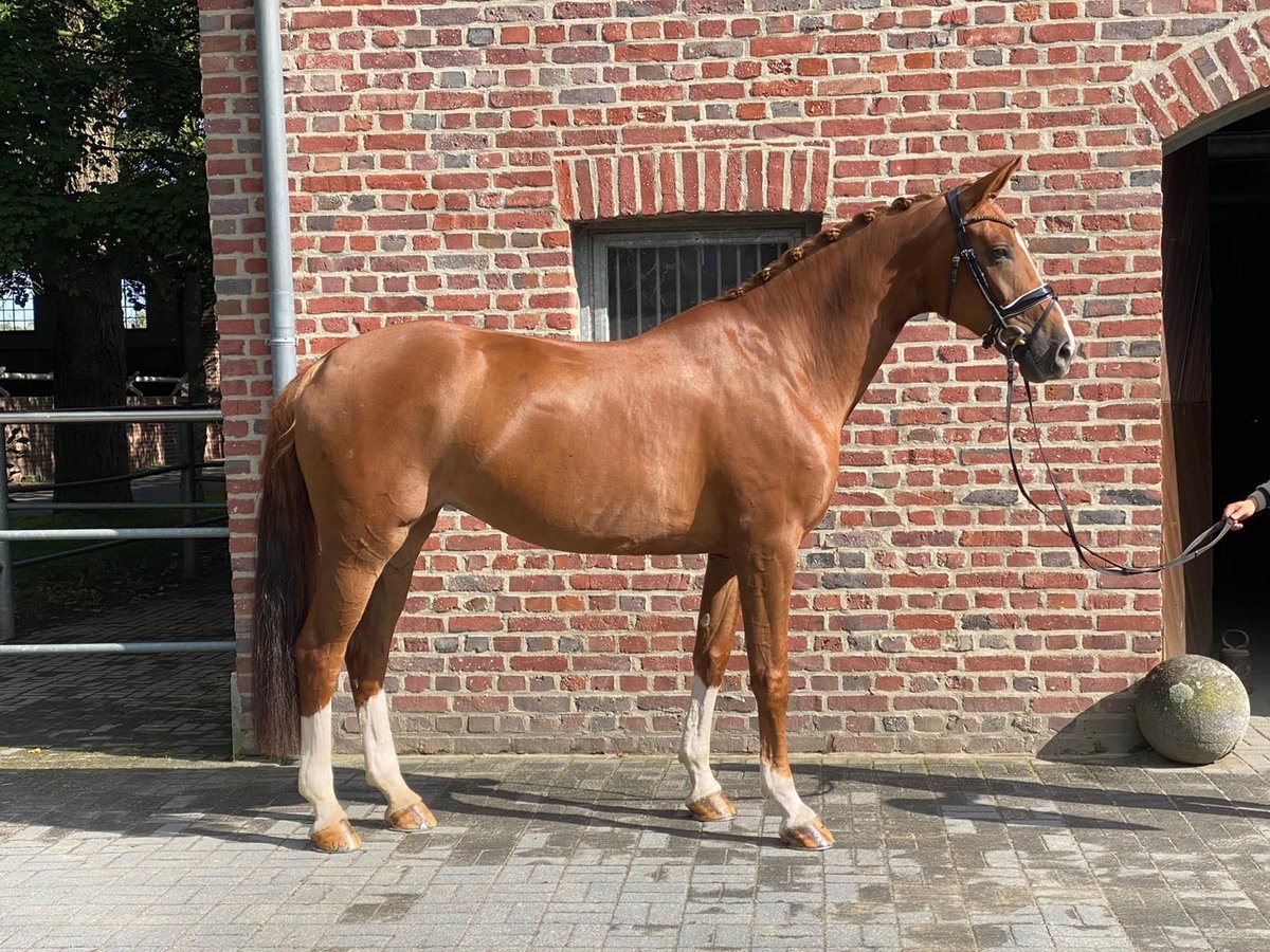 Rijnlander Merrie 11 Jaar 176 cm Vos in Moers