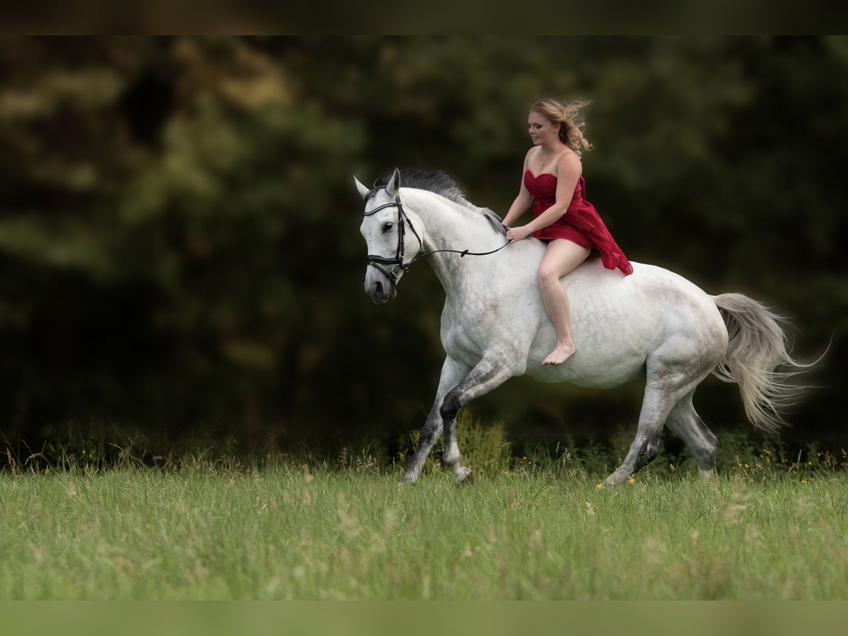 Rijnlander Merrie 12 Jaar 165 cm Schimmel in Sankt Katharinen