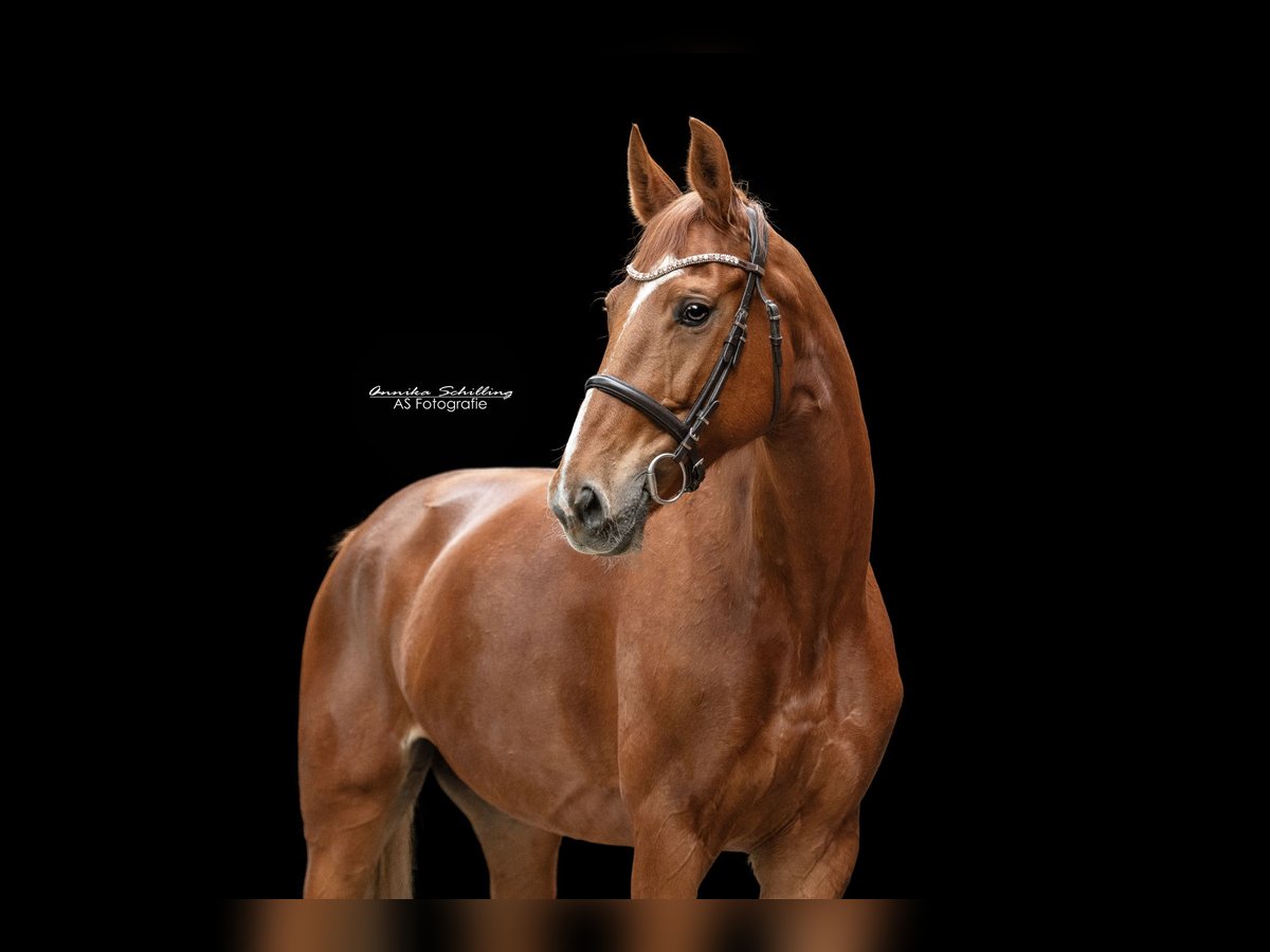 Rijnlander Merrie 12 Jaar 168 cm Vos in Friedberg
