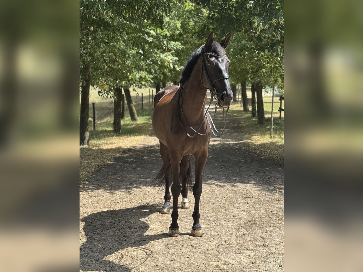 Rijnlander Merrie 12 Jaar 174 cm Zwart in Pulheim