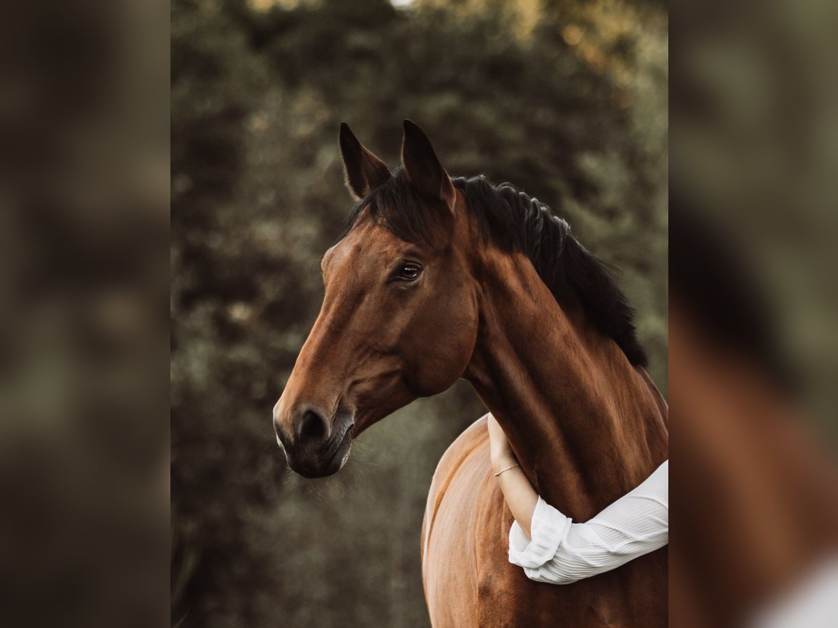 Rijnlander Merrie 12 Jaar 180 cm Bruin in D&#xFC;ren