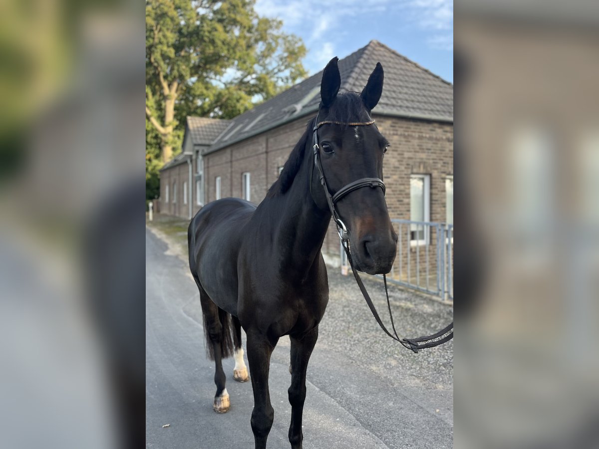 Rijnlander Merrie 13 Jaar 167 cm Donkerbruin in Goch