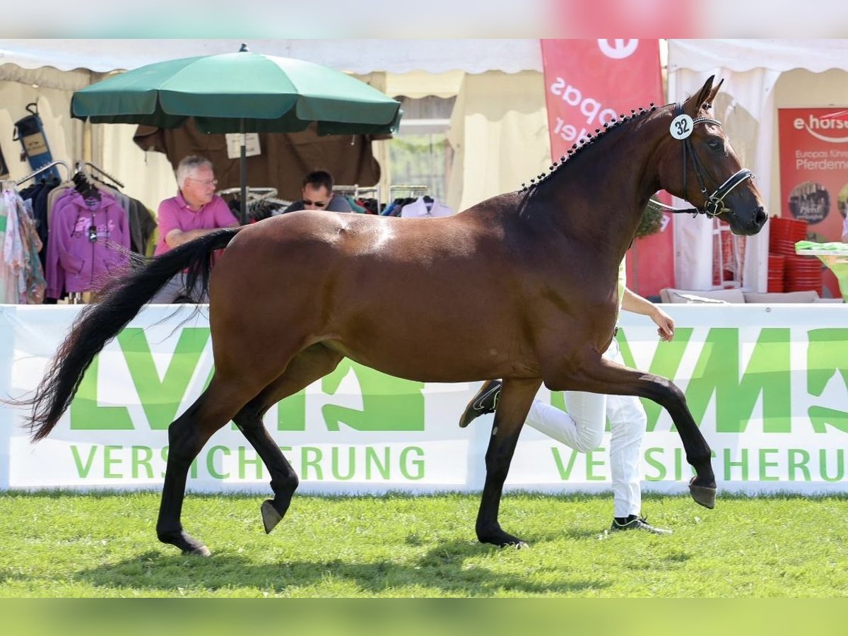 Rijnlander Merrie 13 Jaar 170 cm Bruin in Hennef