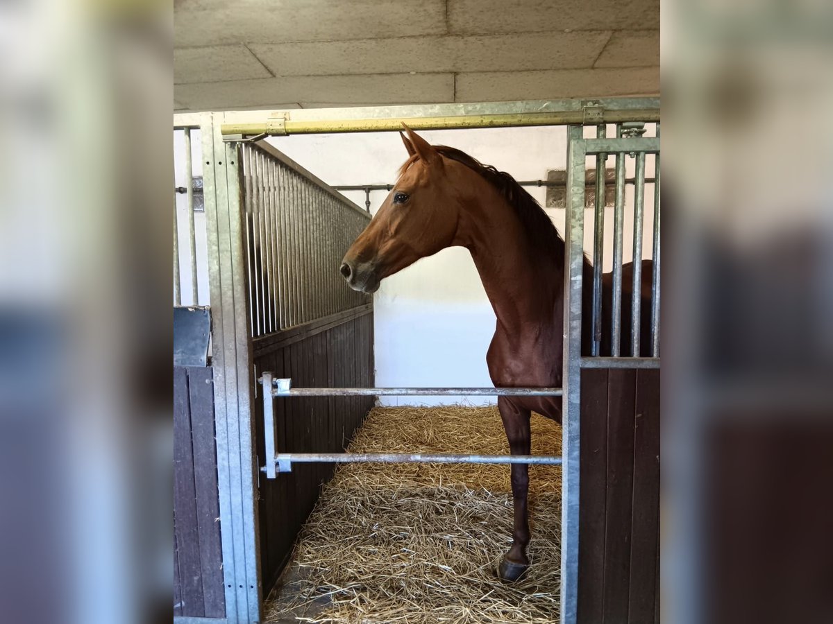 Rijnlander Merrie 14 Jaar 168 cm Vos in Uedem