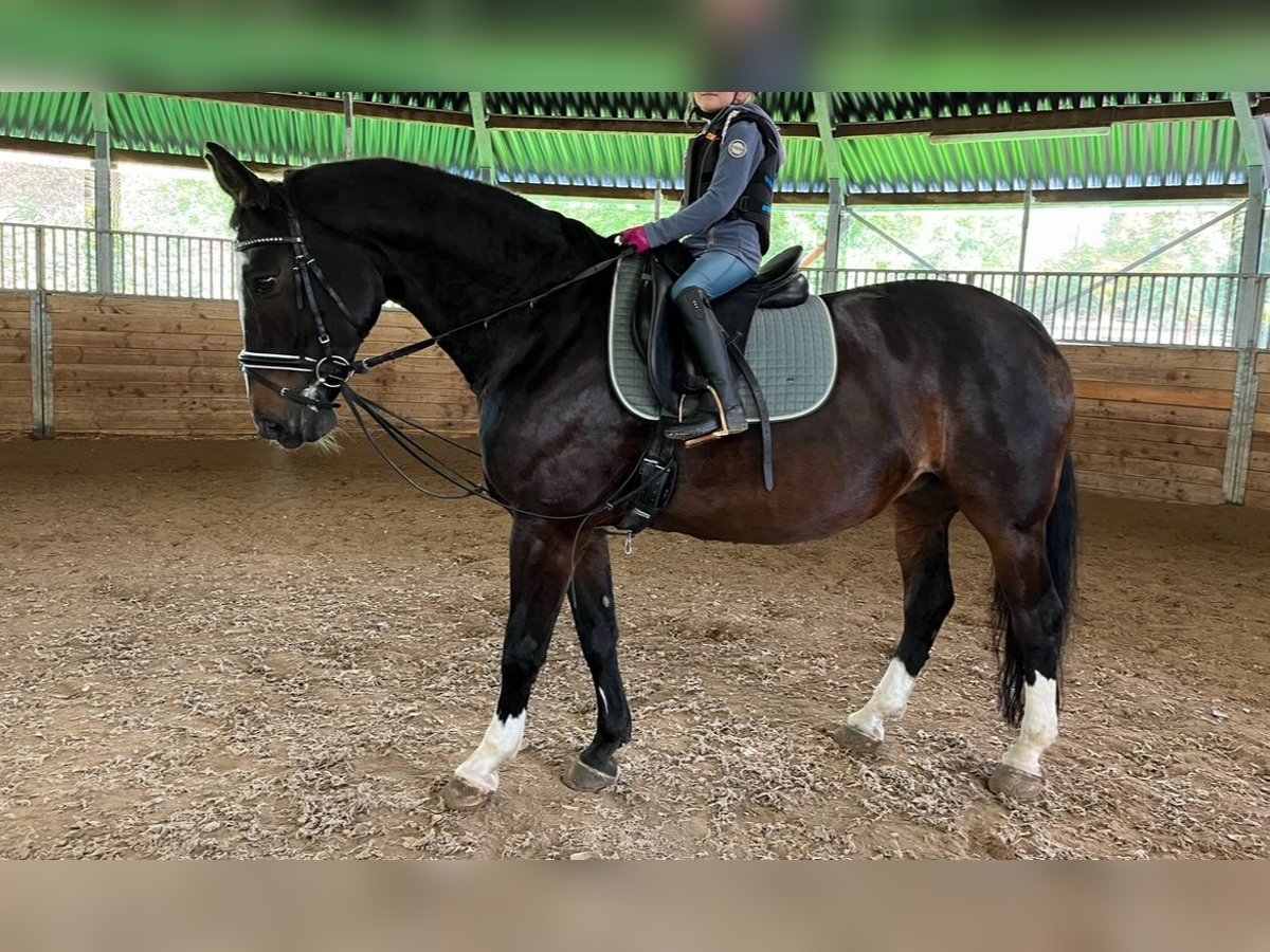 Rijnlander Merrie 16 Jaar 160 cm Donkerbruin in Köln