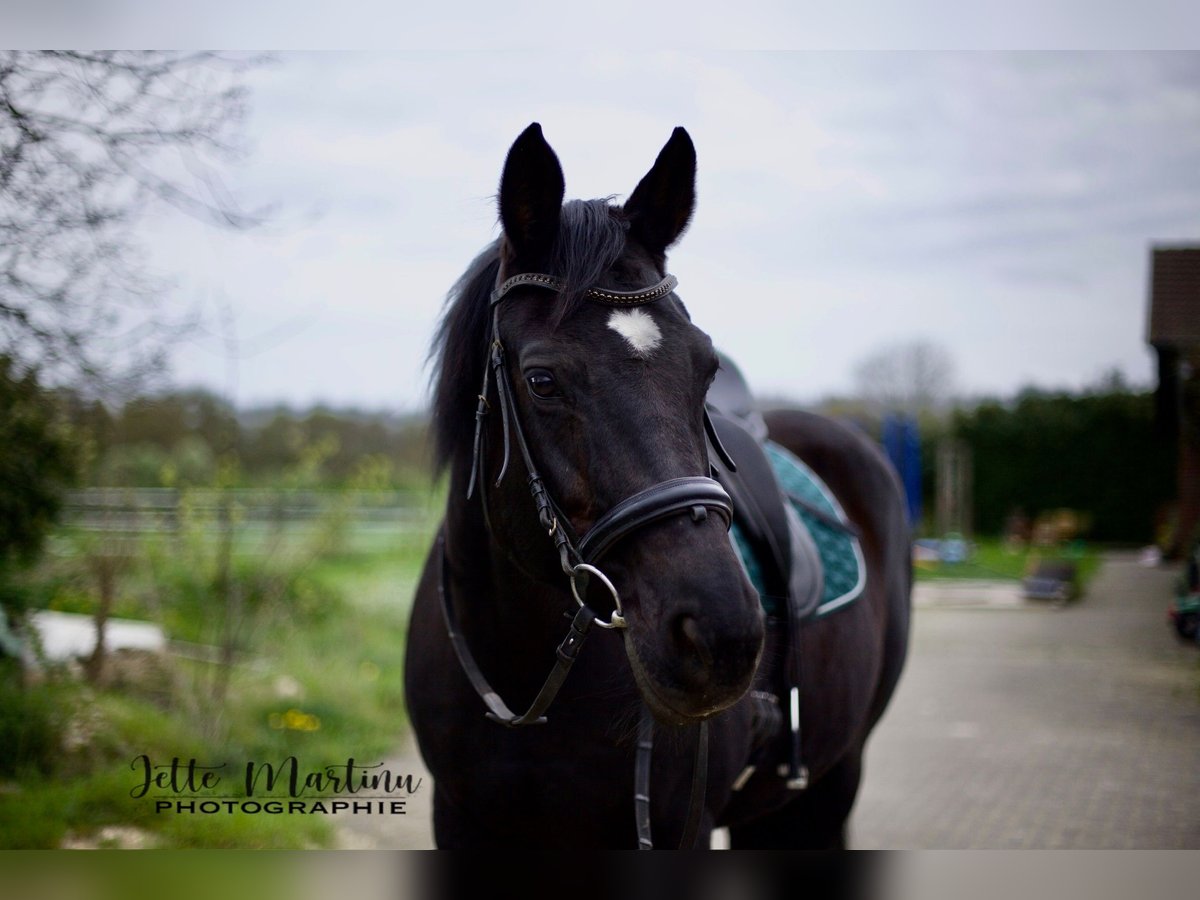 Rijnlander Merrie 16 Jaar 163 cm Zwart in Heinsberg