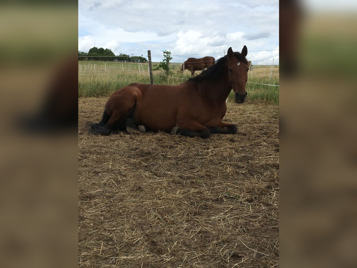 Rijnlander Merrie 16 Jaar 164 cm Bruin in Lahnau
