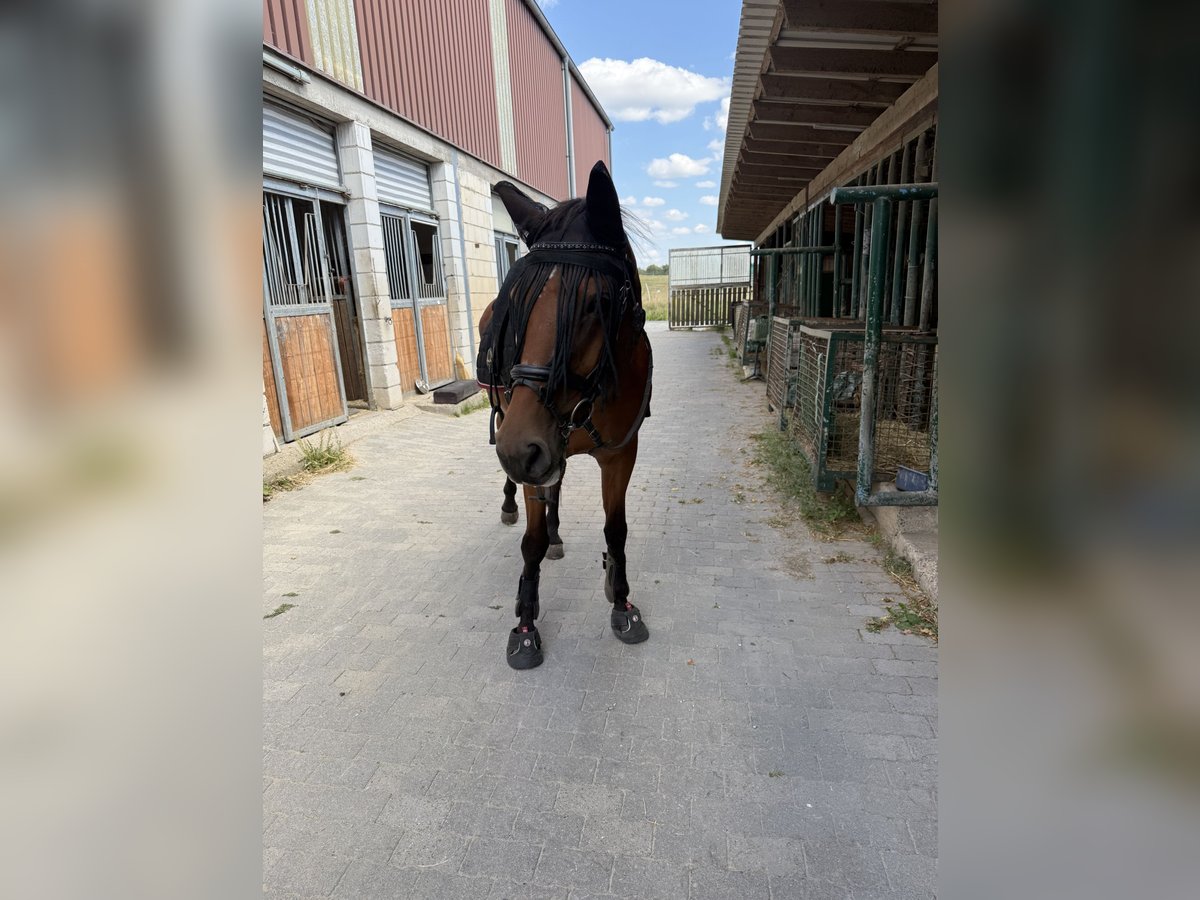 Rijnlander Merrie 16 Jaar 164 cm Bruin in Lahnau