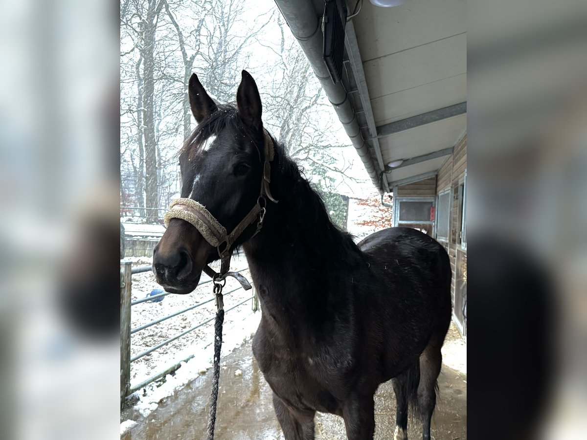 Rijnlander Merrie 2 Jaar 169 cm Bruin in Arnsberg