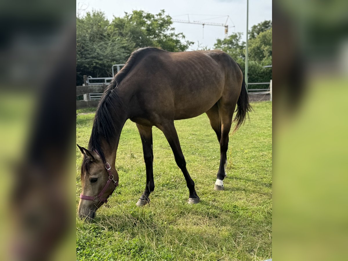 Rijnlander Merrie 3 Jaar 156 cm Buckskin in Niederzier